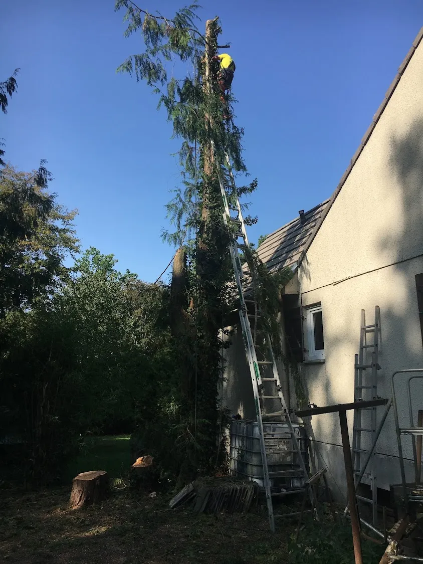 Ent. Miraux elagage abattage taille de haie paysagiste