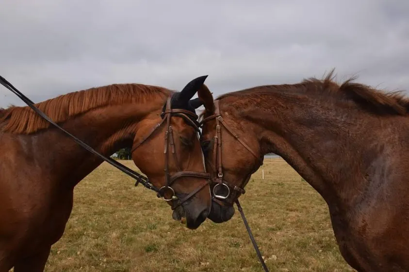 ECURIE HORSE SOLUTION - Léa Billon