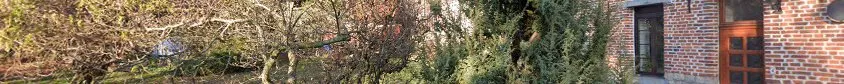 arbres et créations