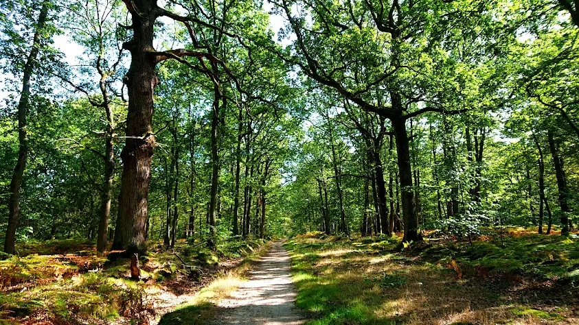 Forêt domaniale de Sénart