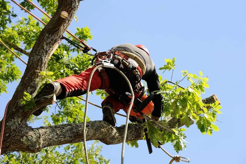 Entreprise sm espaces verts