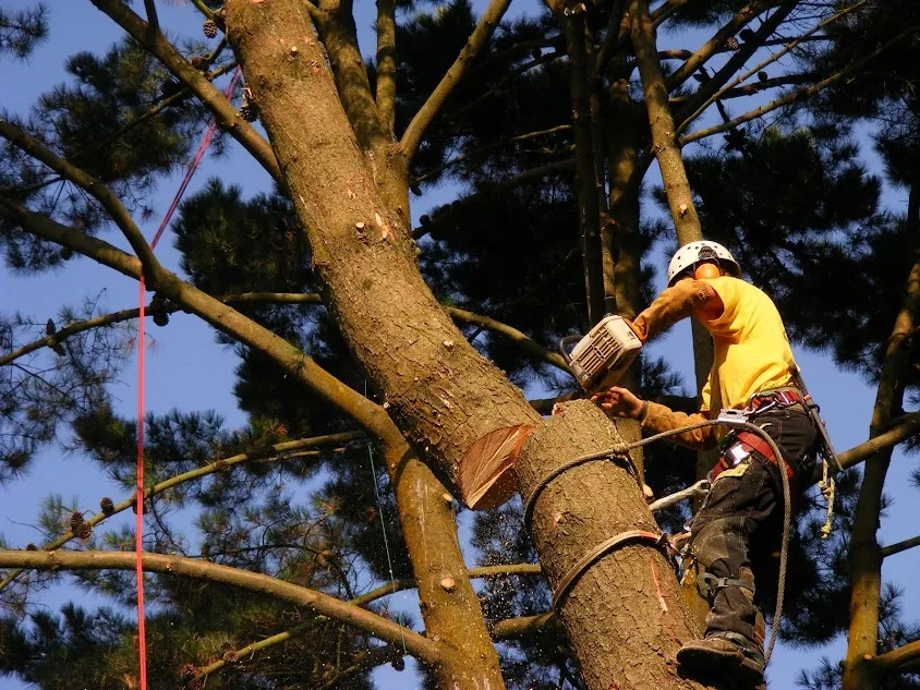 L'Arbre est un monde