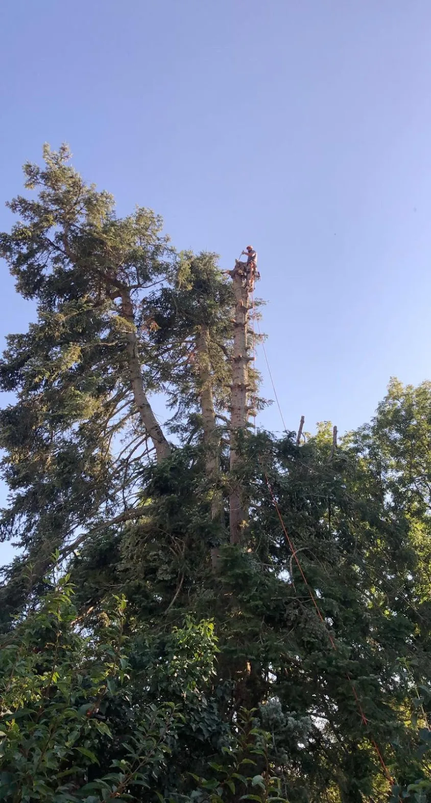 Artisan Clement Elagage Decize Jardinier Nièvre Paysagiste 58