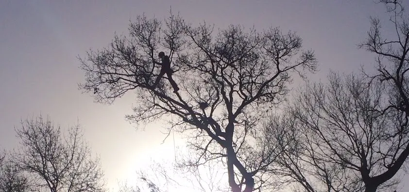 A La Hauteur Des Cimes | Élagage Abattage Taille Arbres Broyage Rognage Souche 17 Charente-Maritime Royan Semussac Meschers
