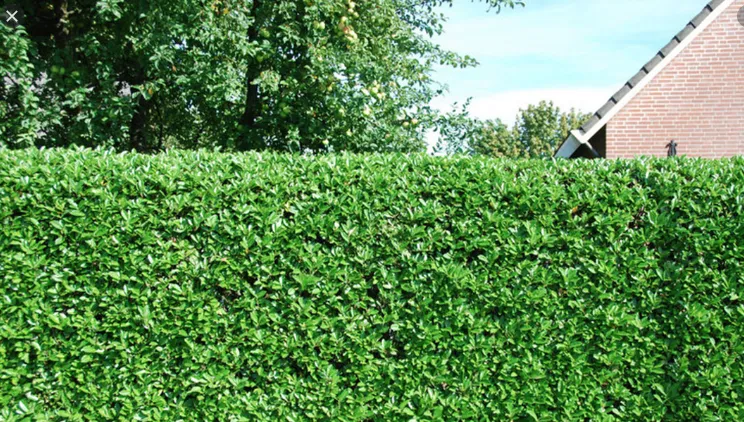 CD Jardin et Multi-services