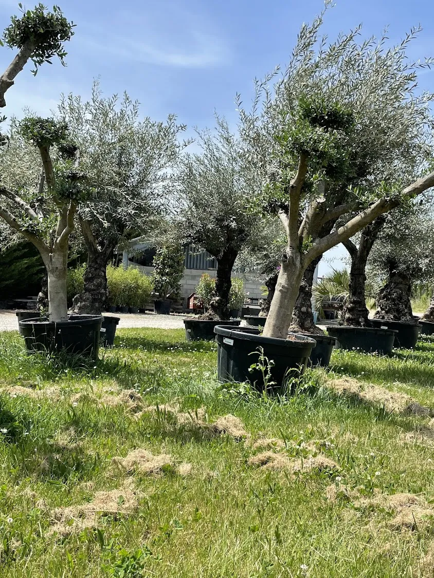 Pépinières Las Brugues