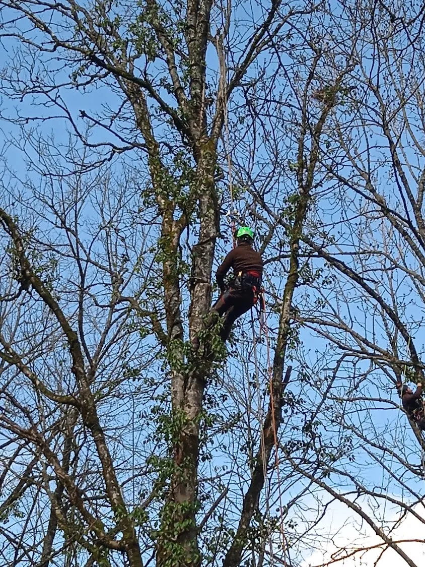 ARBORISPHERE Taille et Soins aux arbres